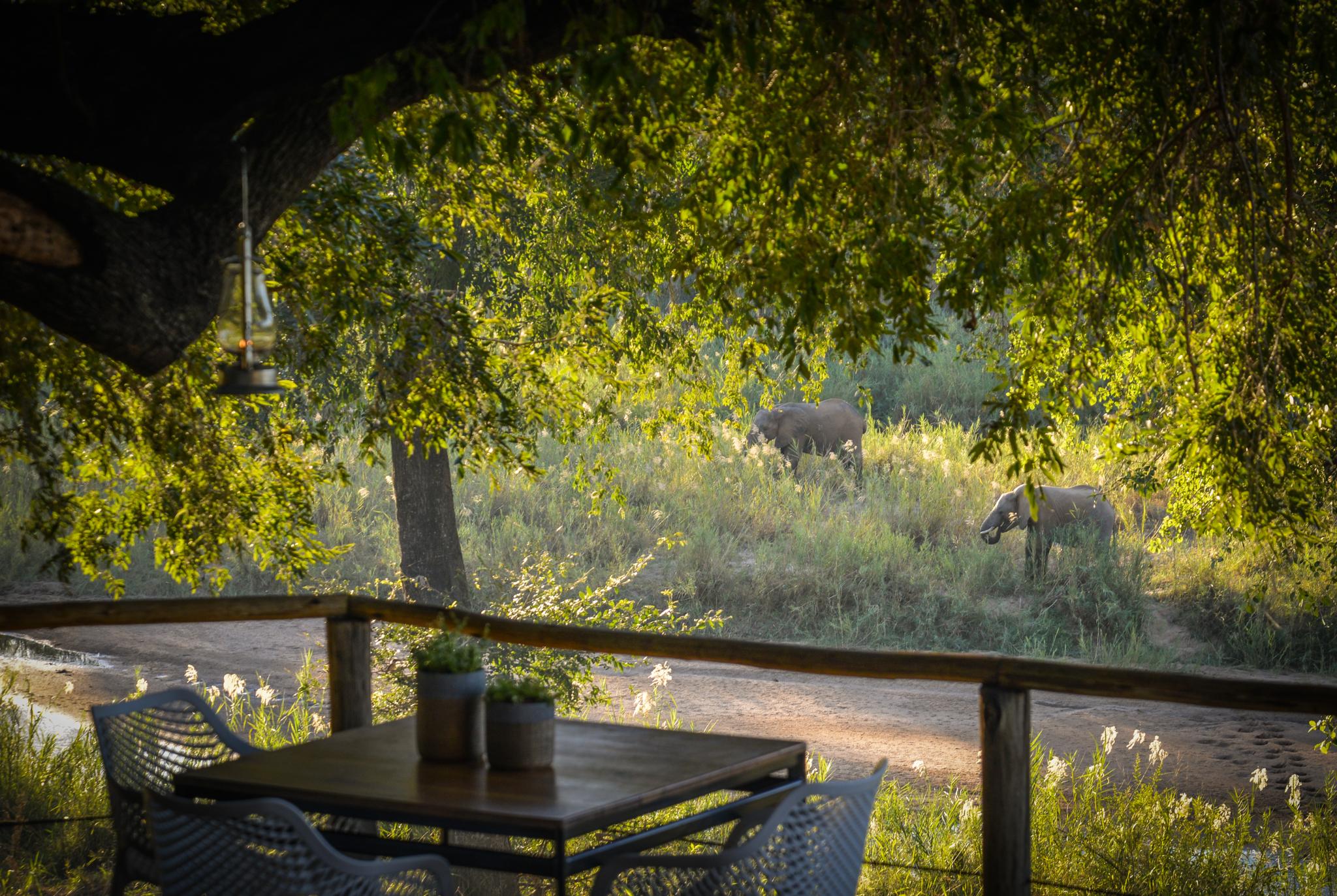 Lion Sands Narina Lodge Cagar Alam Sabi Sand Bagian luar foto