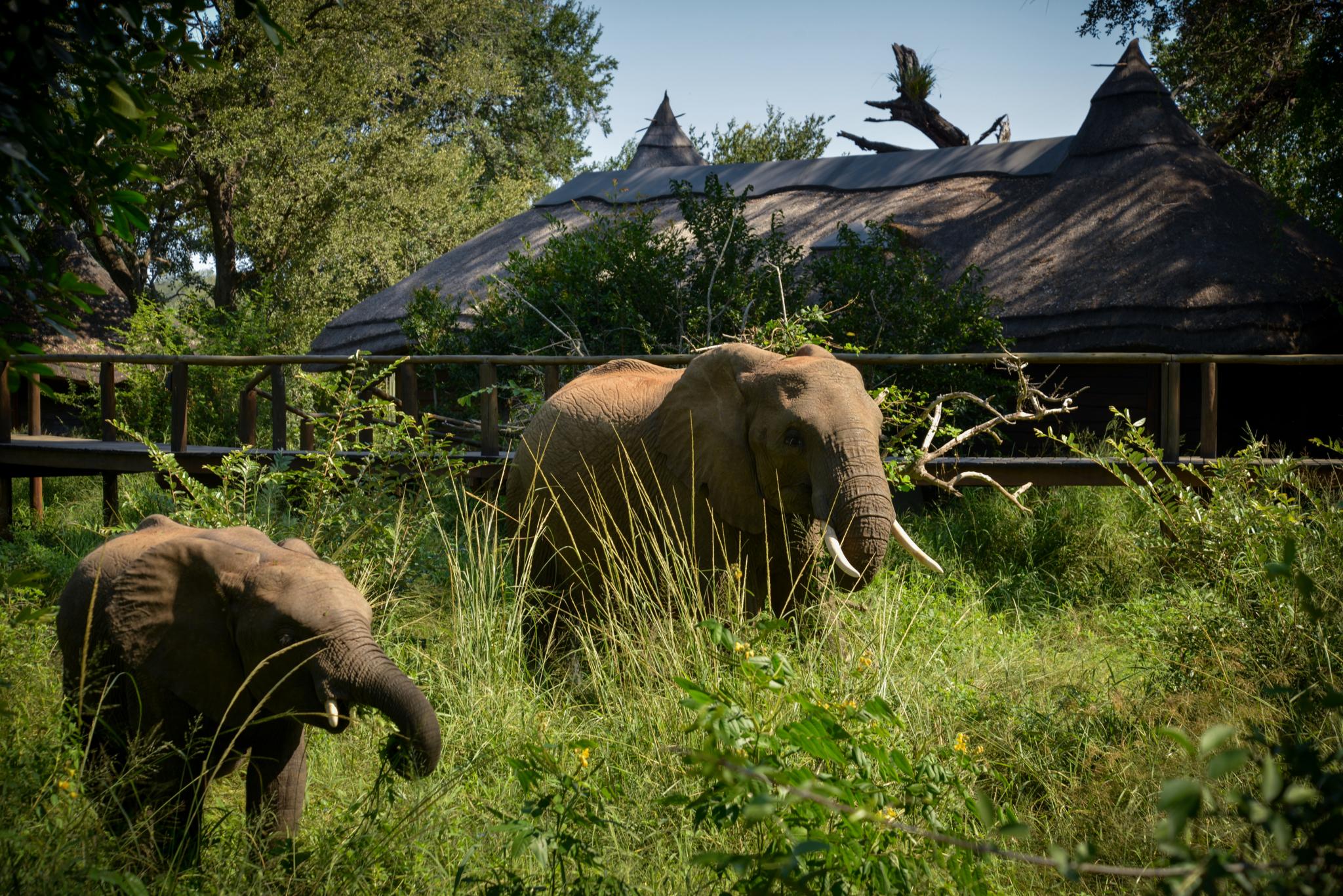 Lion Sands Narina Lodge Cagar Alam Sabi Sand Bagian luar foto