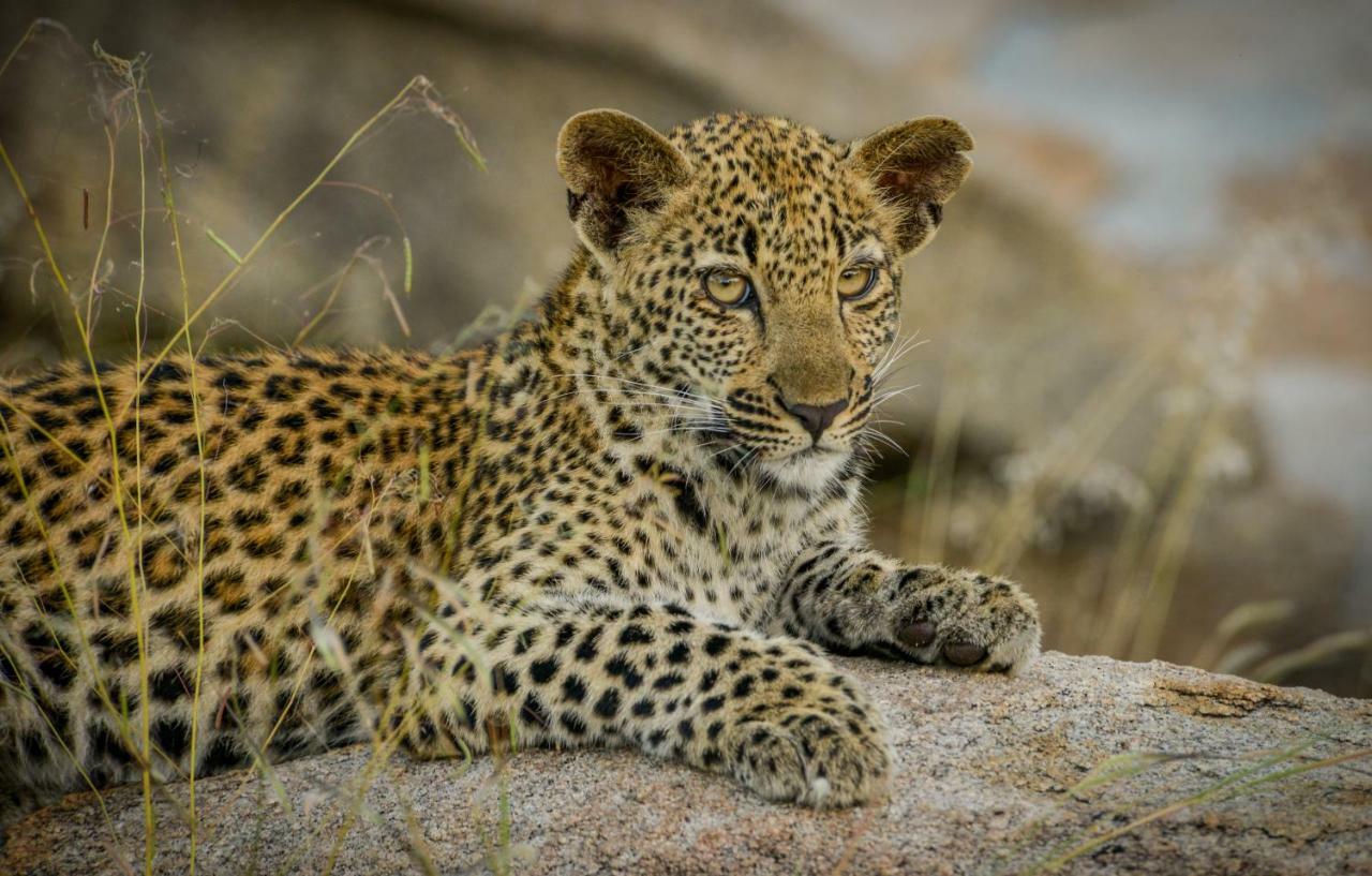 Lion Sands Narina Lodge Cagar Alam Sabi Sand Bagian luar foto