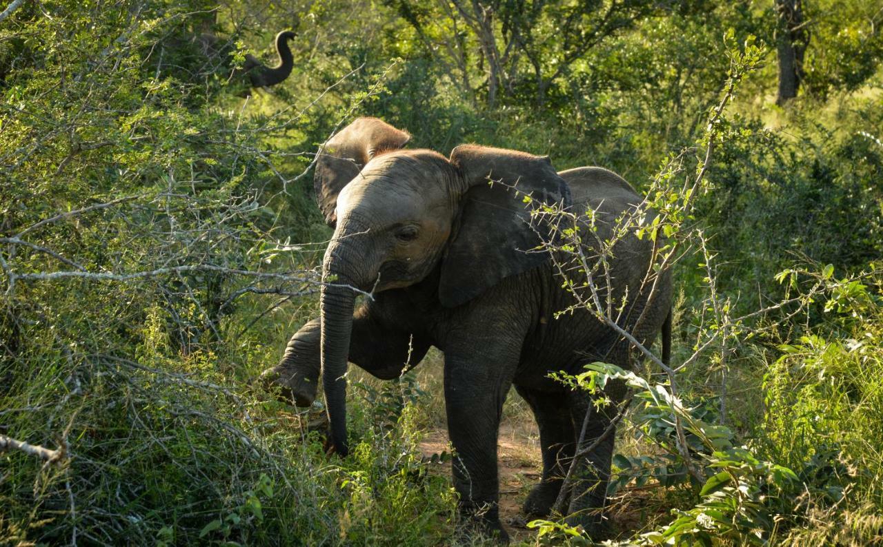 Lion Sands Narina Lodge Cagar Alam Sabi Sand Bagian luar foto